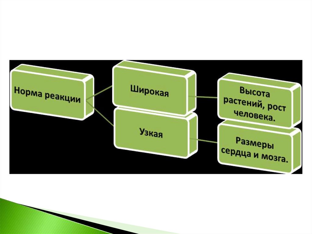 Презентация модификационная изменчивость 10 класс биология