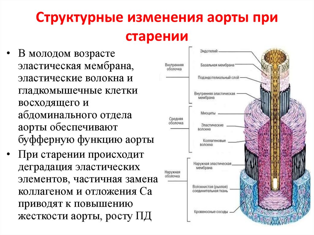 Структурные изменения. Структурные изменения стенок аорты. Структурные компоненты аорты. Особенности строения стенки аорты. Структурное изменение аорты.