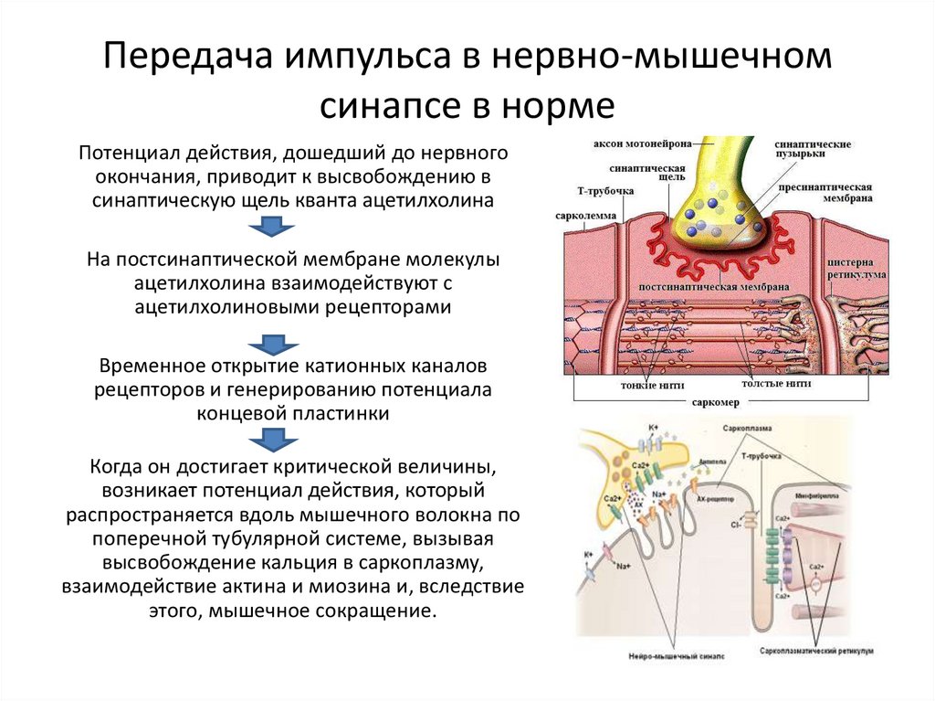 Нервно мышечный синапс передача