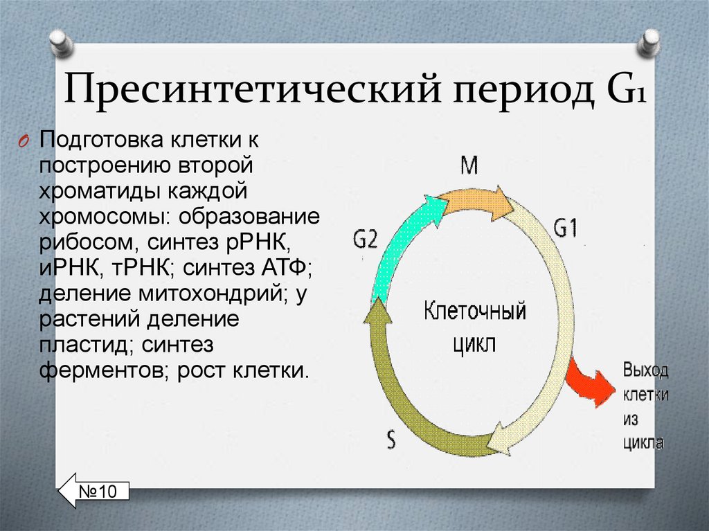 Формула пресинтетического периода