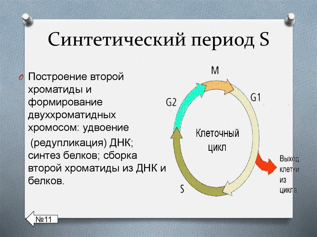 Синтетический период рисунок