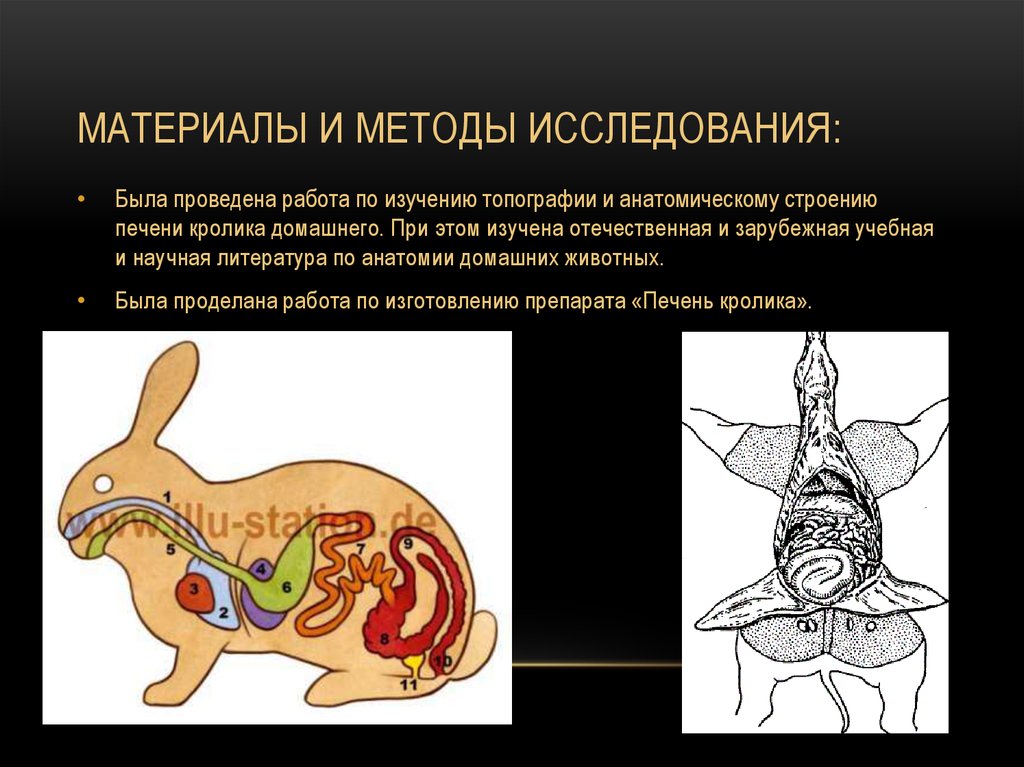 Строение кролика. Анатомия кролика органы.