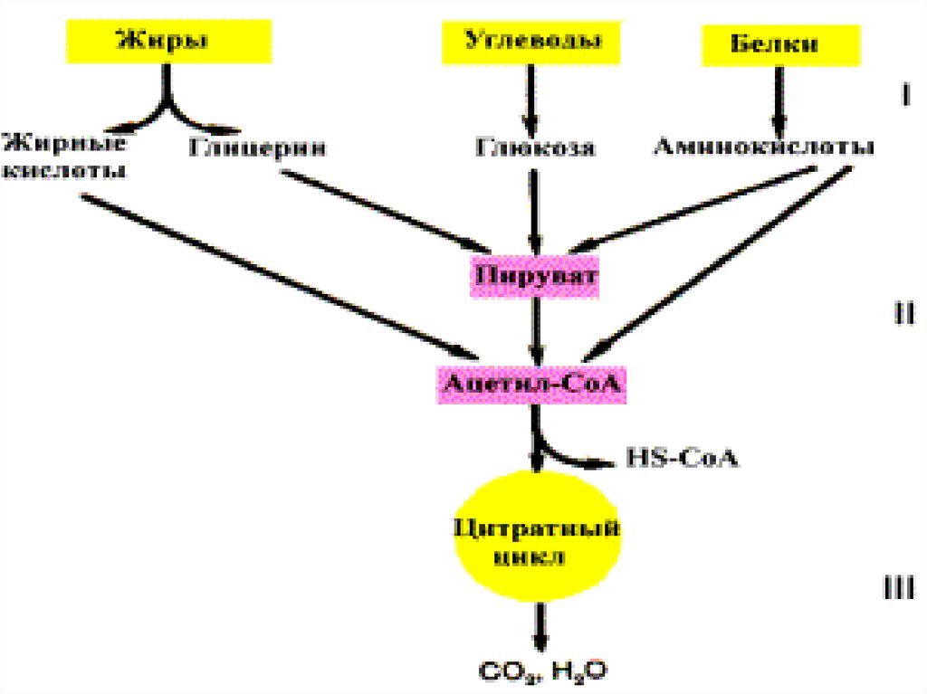 Общая схема катаболизма питательных веществ в организме