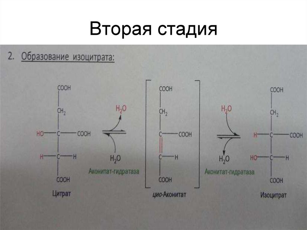 Вторая стадия. Превращение цитрата в изоцитрат. Цис-аконитат в изоцитрат превращение. Из цитрата в изоцитрат. Изоцитрат формула.