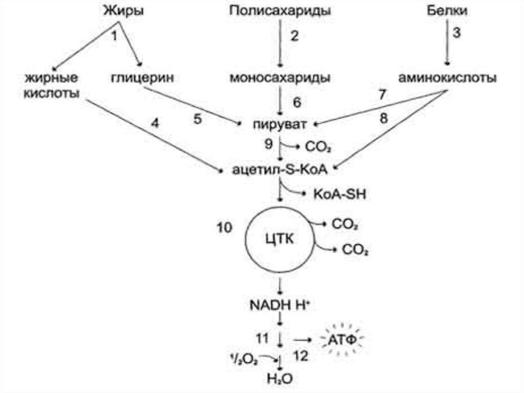 Катаболизм энергетических субстратов общая схема