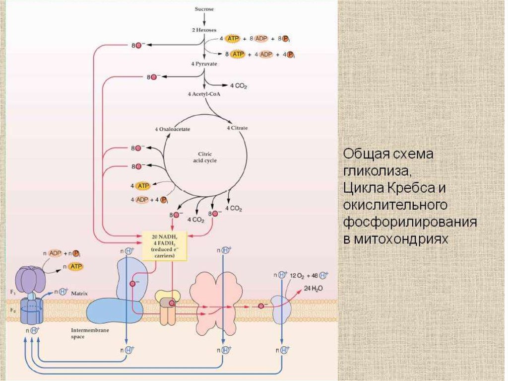Цикл кребса в митохондриях. Гликолиз цикл Кребса дыхательная цепь. Схема цикла Кребса и дыхательной цепи. Гликолиз цикл Кребса электрон-транспортная цепь. Схема клеточного дыхания цикл Кребса.