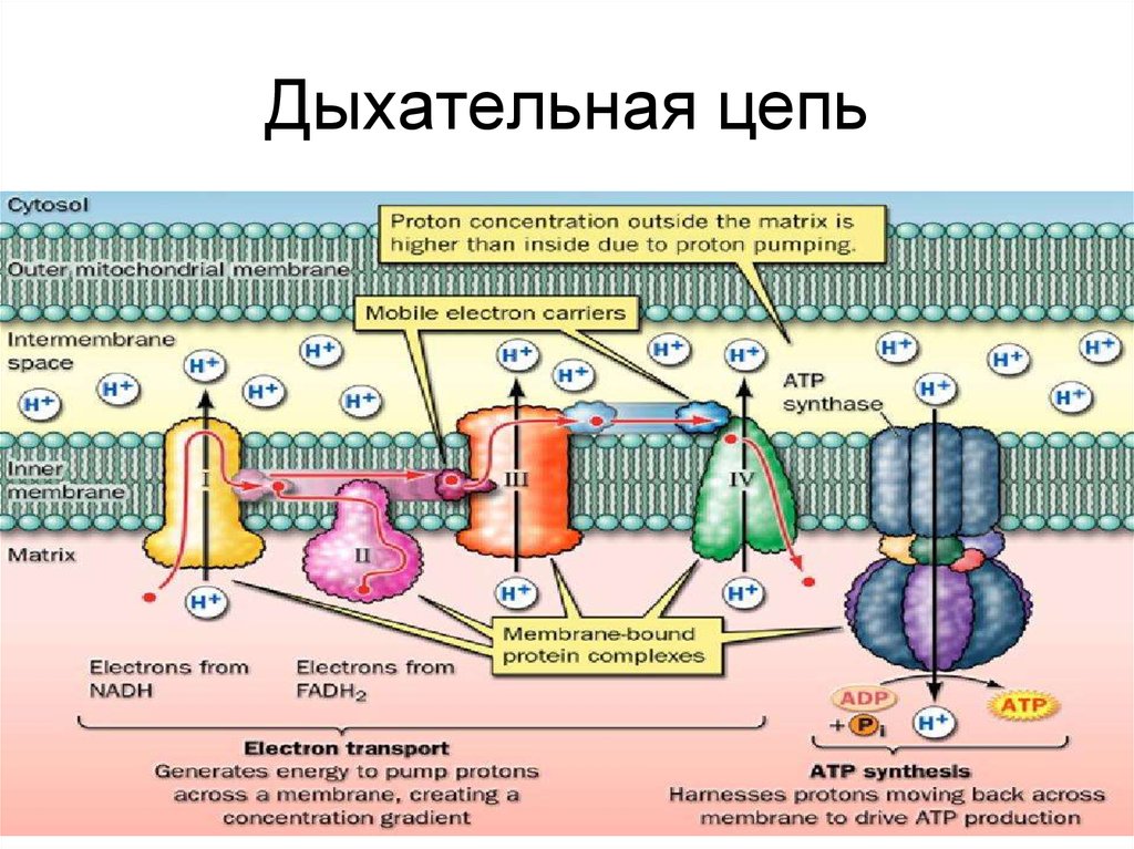 Цпэ биохимия. Таблица о ферментах дыхательной цепи. Строение дыхательной цепи биохимия. Компоненты дыхательной цепи расположены в. Убихинон в дыхательной цепи.