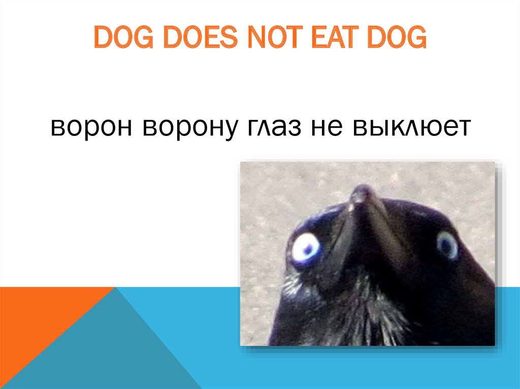 Пословица ворон ворону. Ворон ворону глаз не выклюет. Пословица ворон ворону глаз не выклюет. Продолжение поговорки ворон ворону глаз не выклюет. Ворон ворону глаз не выклюет картинки.