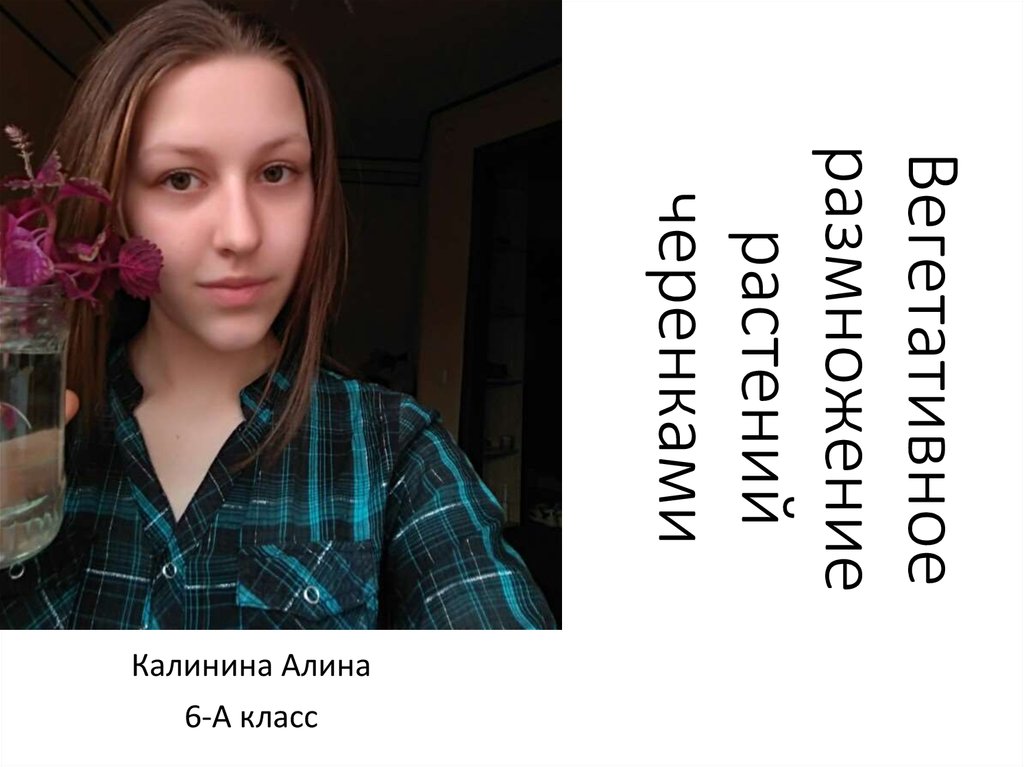 Вегетативное размножение растений черенками - презентация онлайн