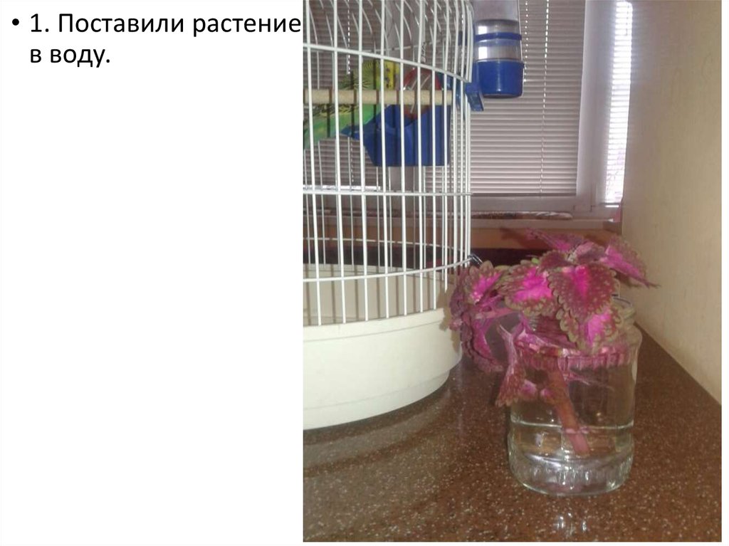 Вегетативное размножение растений черенками - презентация онлайн