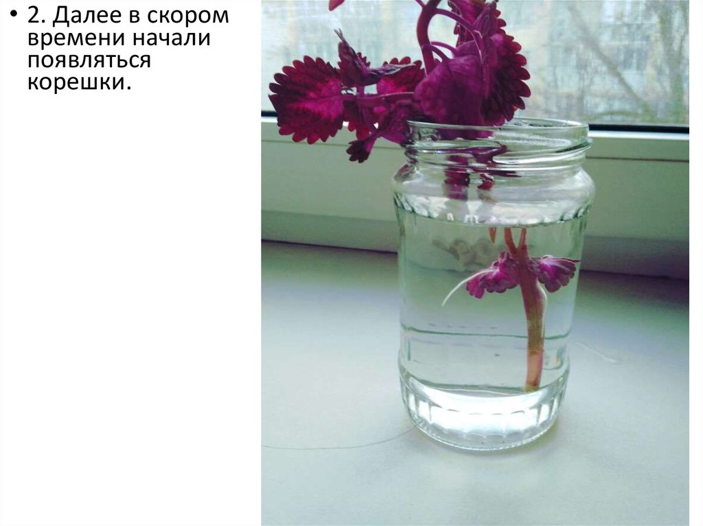 Вегетативное размножение растений черенками - презентация онлайн