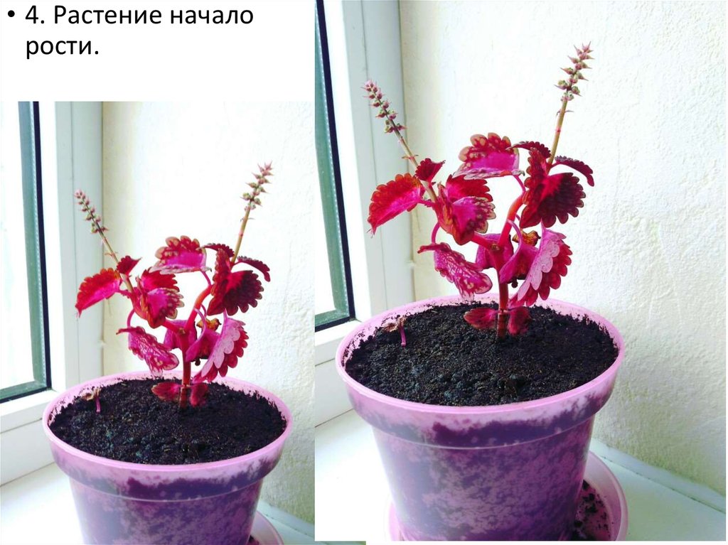 Вегетативное размножение растений черенками - презентация онлайн