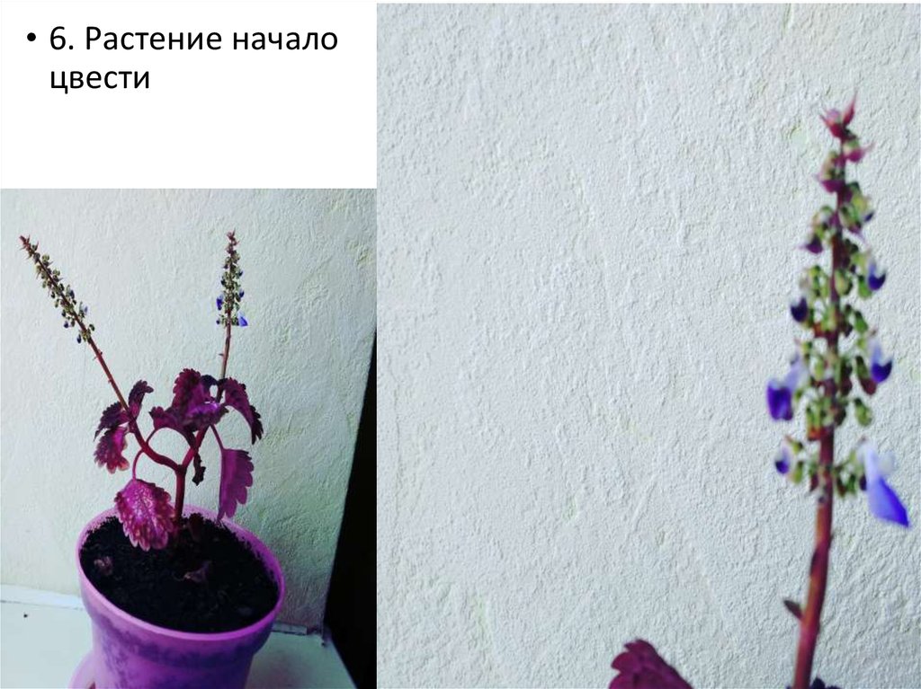 Вегетативное размножение растений черенками - презентация онлайн