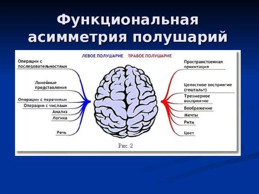 Характеристика полушарий мозга