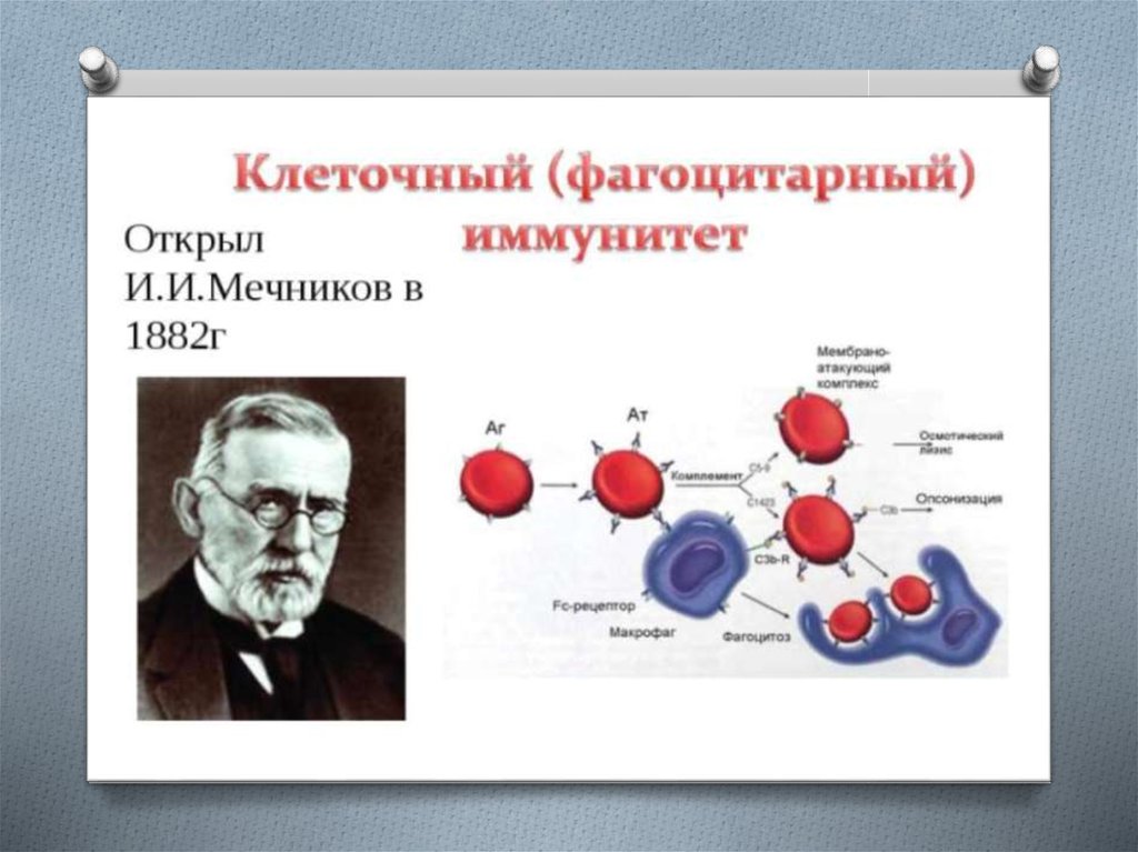 Мечников создал учение о фагоцитарном иммунитете. Мечников фагоцитарная теория иммунитета. Теория иммунитета Мечникова. Фагоцитарная теория иммунитета Мечникова основные положения.