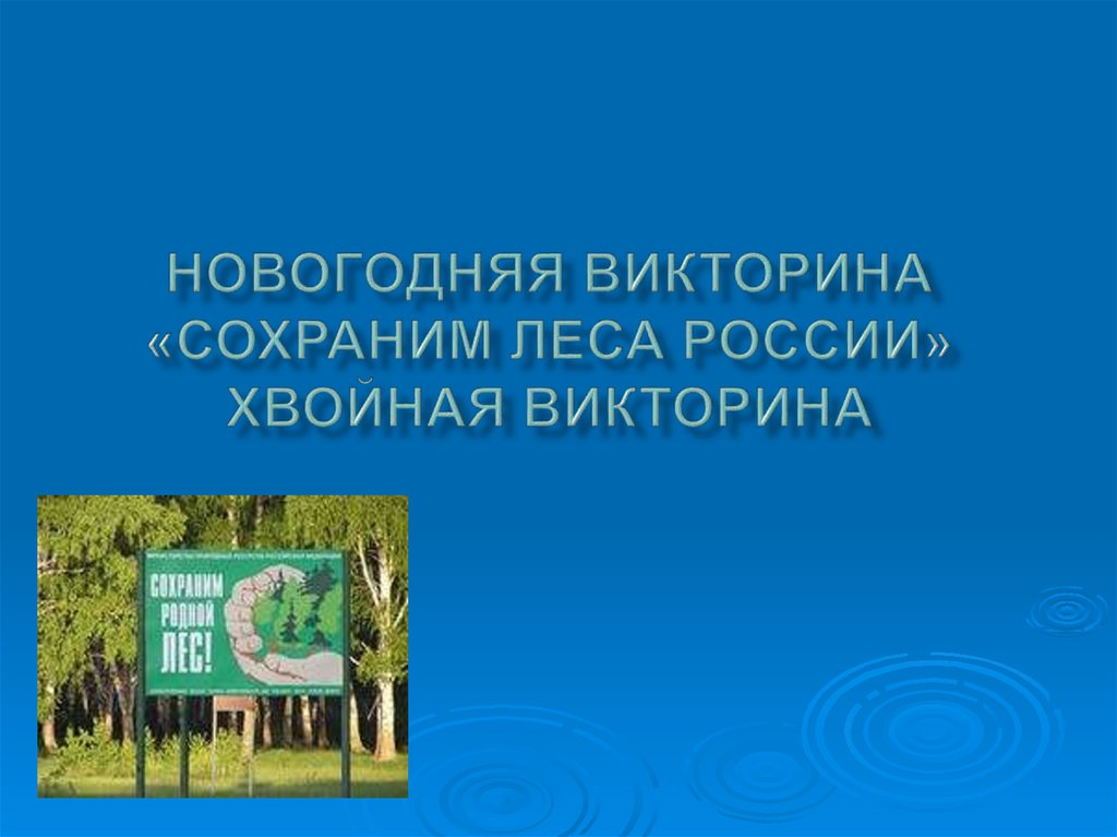 Новогодняя викторина «Сохраним леса России» Хвойная викторина