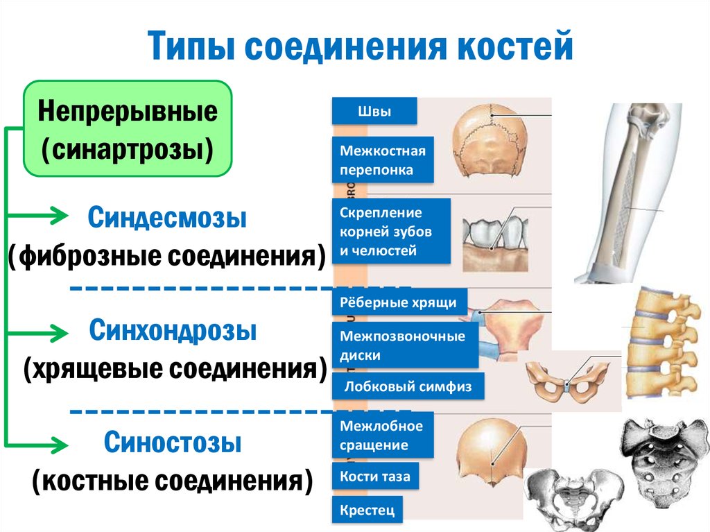 Типы соединения костей сустав. Типы соединения костей. Соединения костей непрерывные соединения синдесмозы. Характеристика типов соединительных костей. Типы соединения костей скелета.
