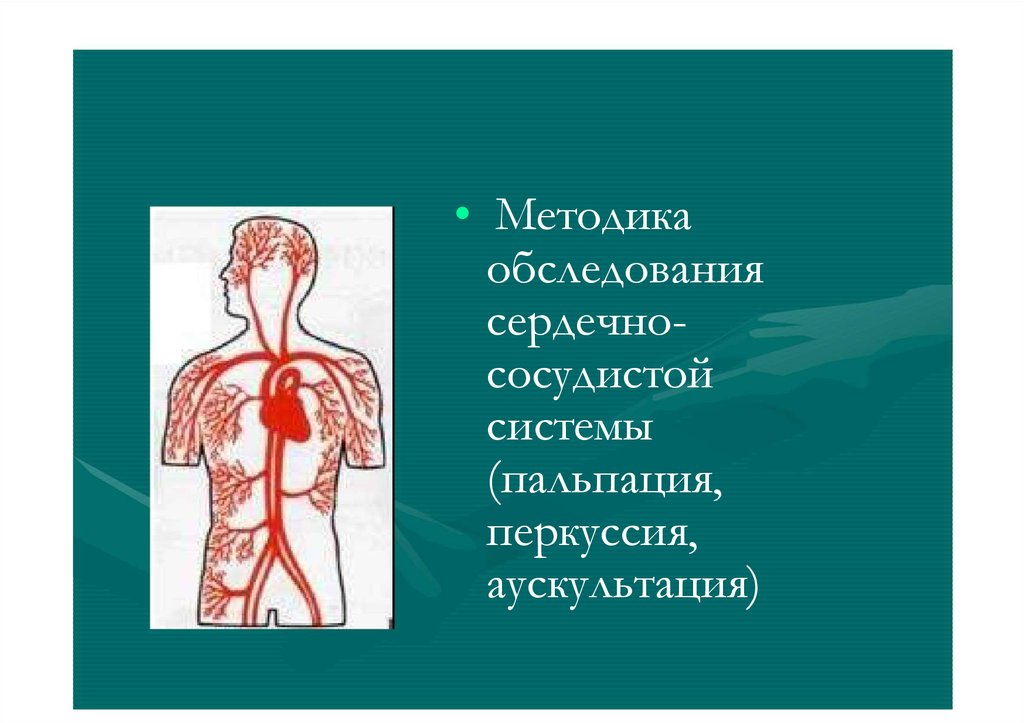 Презентация методы обследования сердечно сосудистой системы