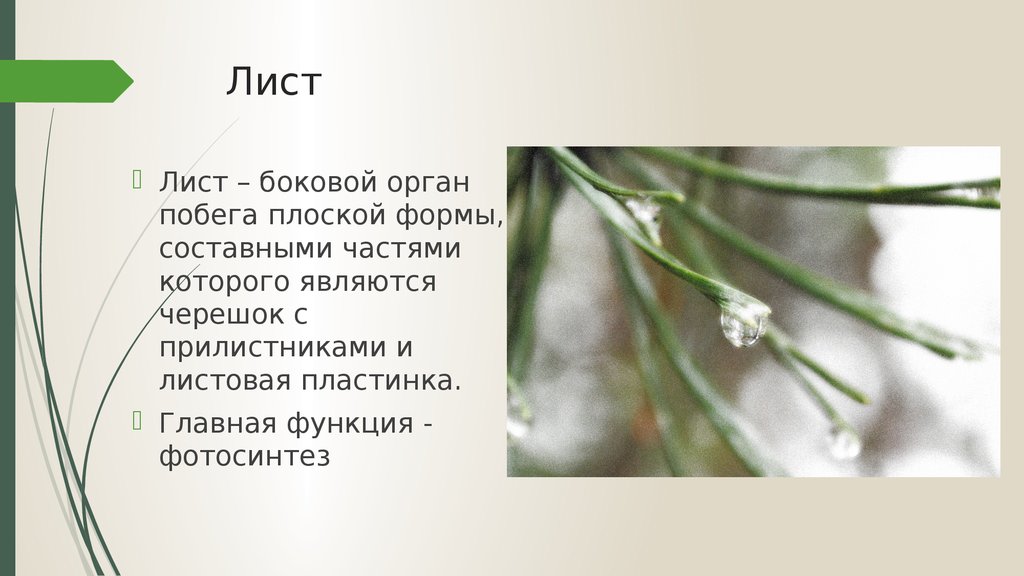 Составные части презентации. Лист боковой орган побега. Боковой орган побега это. Боковой орган побега имеет плоскую форму. Лист как боковой орган побега.