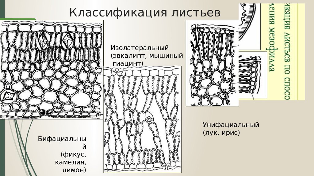 Анатомическое строение листовой пластинки двудольных растений приведите рисунок