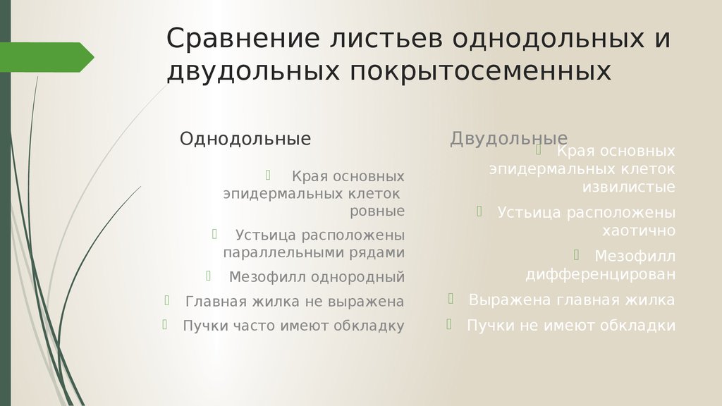 Сравнение листьев. Сходства листьев.