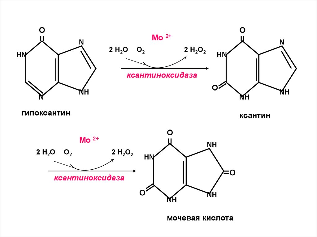 Гипоксантин формула. Ксантиноксидаза и ксантин. Ксантин в мочевую кислоту. Гипоксантин ксантин мочевая кислота. Ксантиноксидаза кофермент.