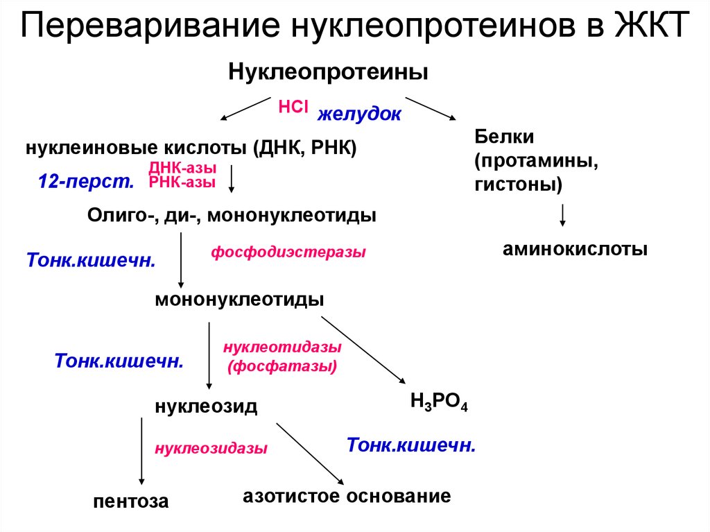 Продукты гидролиза нуклеиновых кислот