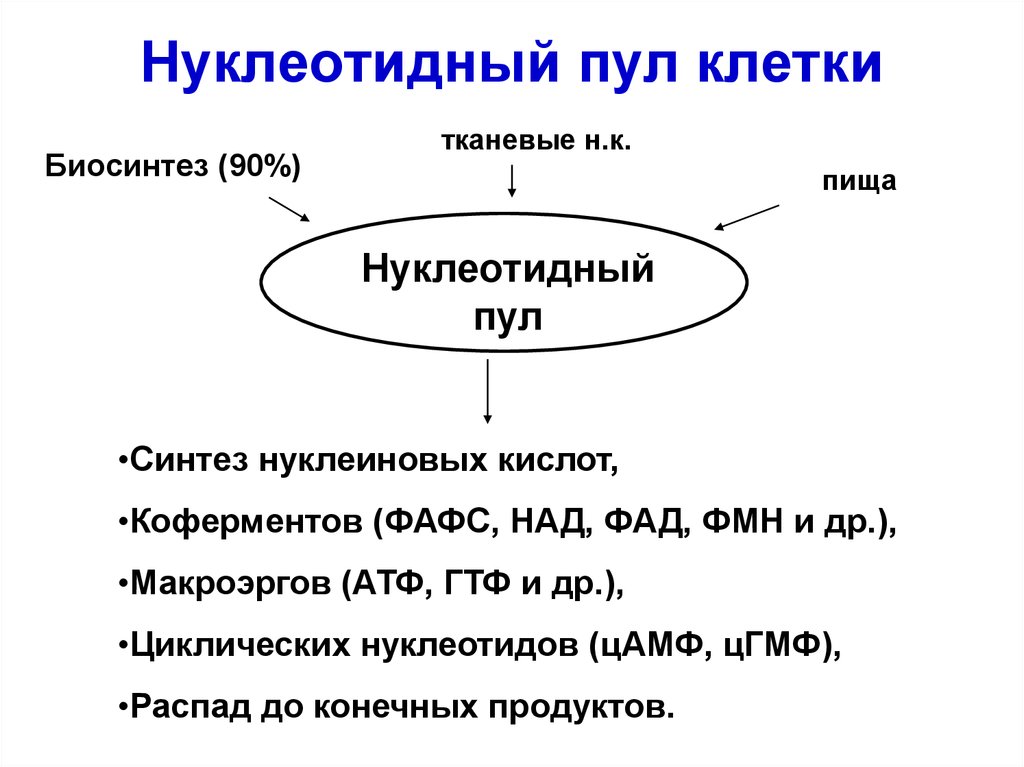 Пул аминокислот. Нуклеотидный пул клеток пути его пополнения и расходования. Нуклеотидный фонд клетки пути его пополнения и использования. Нуклеотидный пул клетки. Нуклеотидный пул клетки, пути его пополнения и использования.