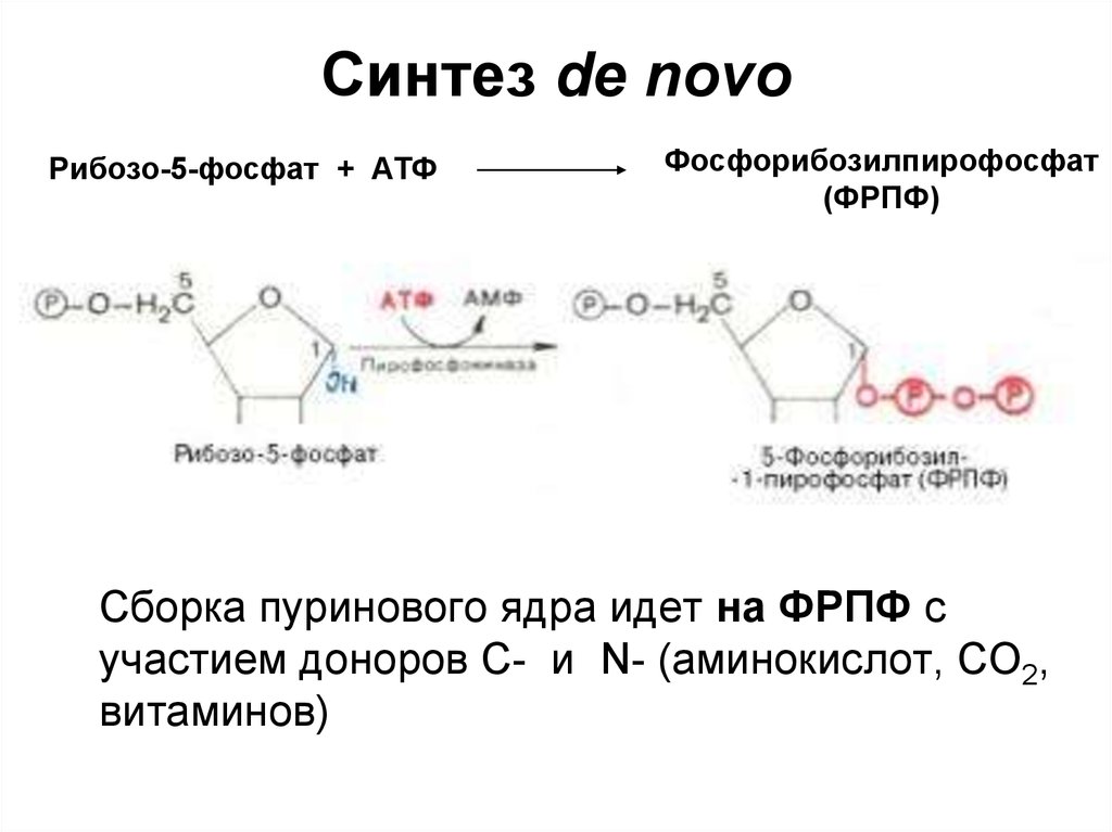 Изучен синтез. Синтез пуриновых де Ново. Рибозо 5 фосфат и АТФ. Рибозо 5 фосфат ФРПФ. Рибозо 5 фосфат фосфорибозилпирофосфат.