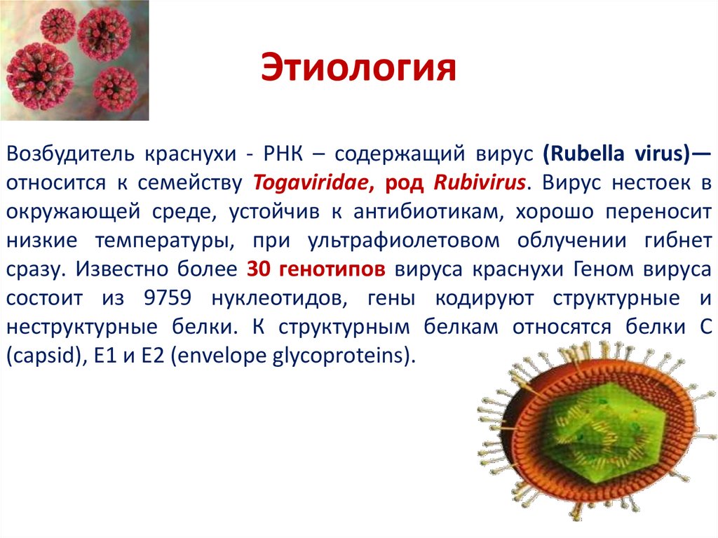 Вирус возбудителя кори. РНК-содержащий вирус краснухи (Rubella virus).. Семейство Togaviridae, род Rubivirus. Краснуха характеристика возбудителя.