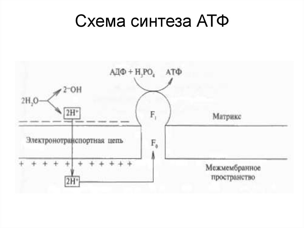 Цикл атф адф. Синтез АТФ биохимия. Синтез АТФ В митохондрии клетки схема.