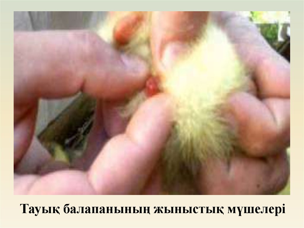 Тауық балапанының жыныстық мүшелері