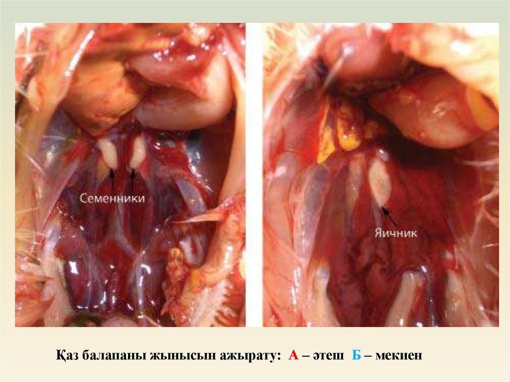 Жетілген аналар үйде аяқтарын таратады, жалаңаш фотосуреттер Лама әншінің жалаңаш суреті