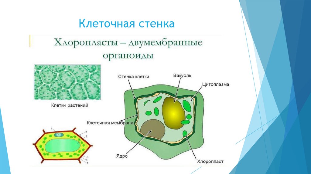 Растительная клетка наличие ядра. Цитоплазма вакуоль хлоропласт мембрана клеточная стенка ядро. Строение хлоропласта растительной клетки. Структура растительной клетки хлоропласт. Хлоропласты в растительной клетке.
