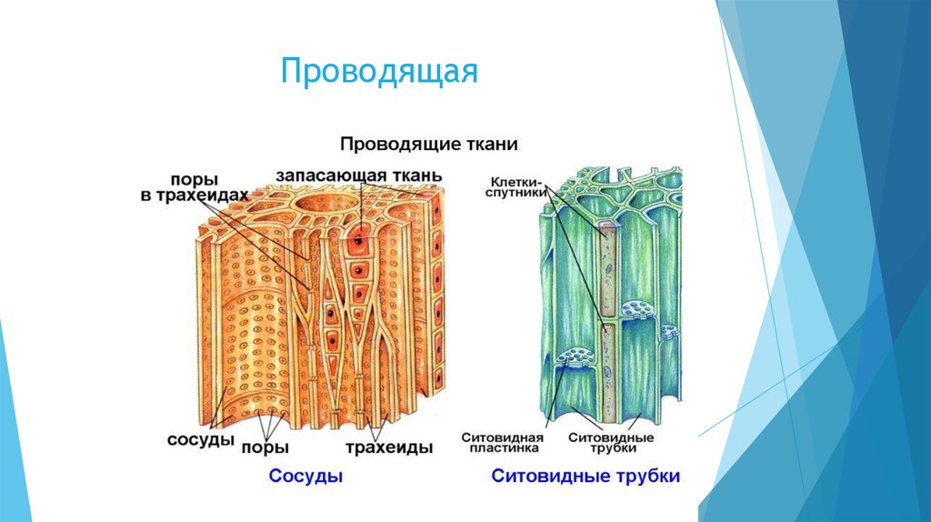 Проводящая ткань картинки