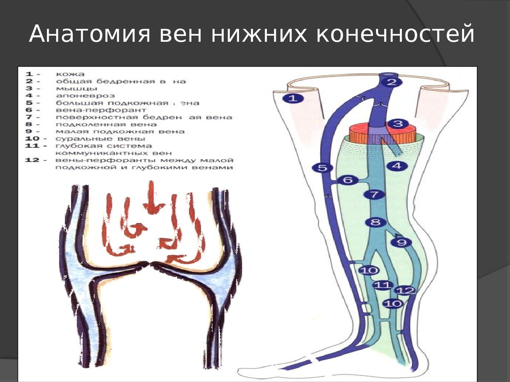 Анатомия вен ноги. Схема хирургической анатомии вен нижних конечностей.