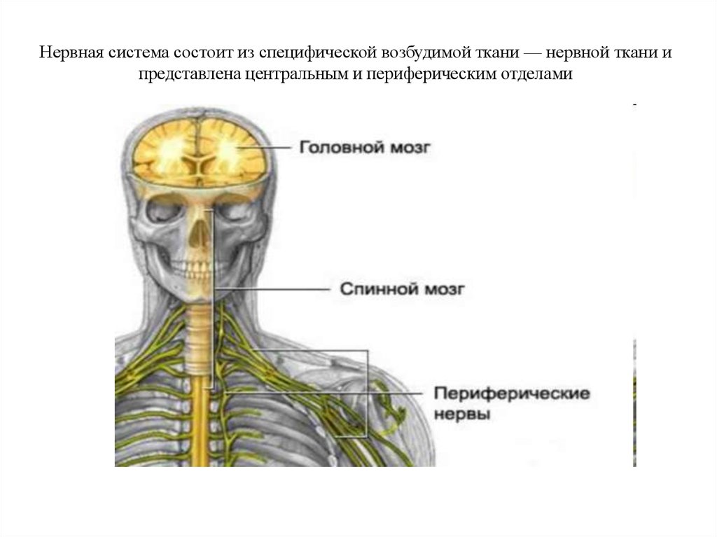 Нервная система человека проект