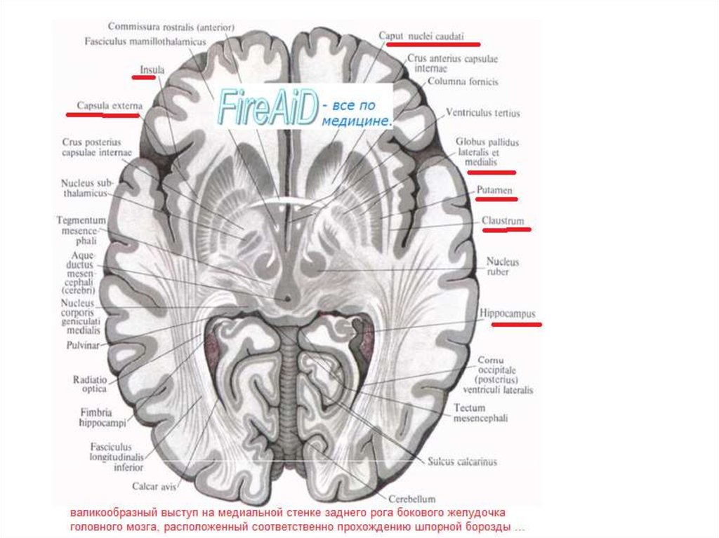 Базальные ядра головного мозга анатомия схема