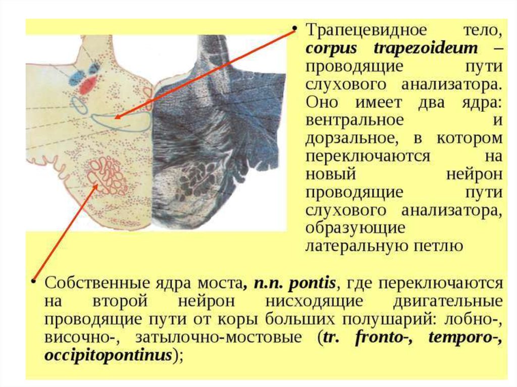 Трапециевидное тело. Трапециевидное тело образовано. Ядра трапециевидного тела. Трапециевидное тело анатомия. Трапециевидное тело моста.