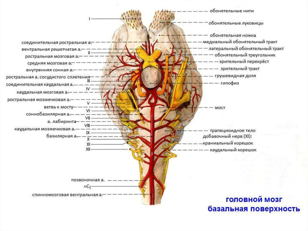 Нижних конечностей и головного мозга. Строение головного мозга Ветеринария. Кровоснабжение ствола мозга. Головной мозг строение анатомия ромбовидный мозг. Кровоснабжение отделов головного мозга.