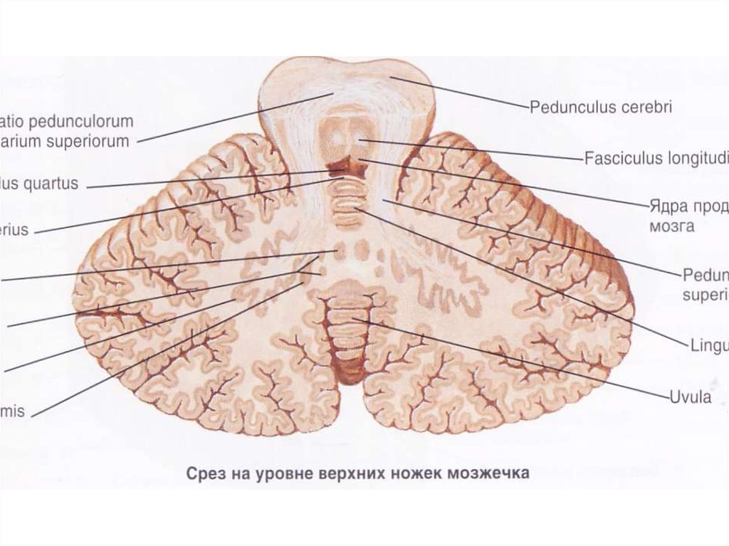 Строение мозжечка рисунок с подписями