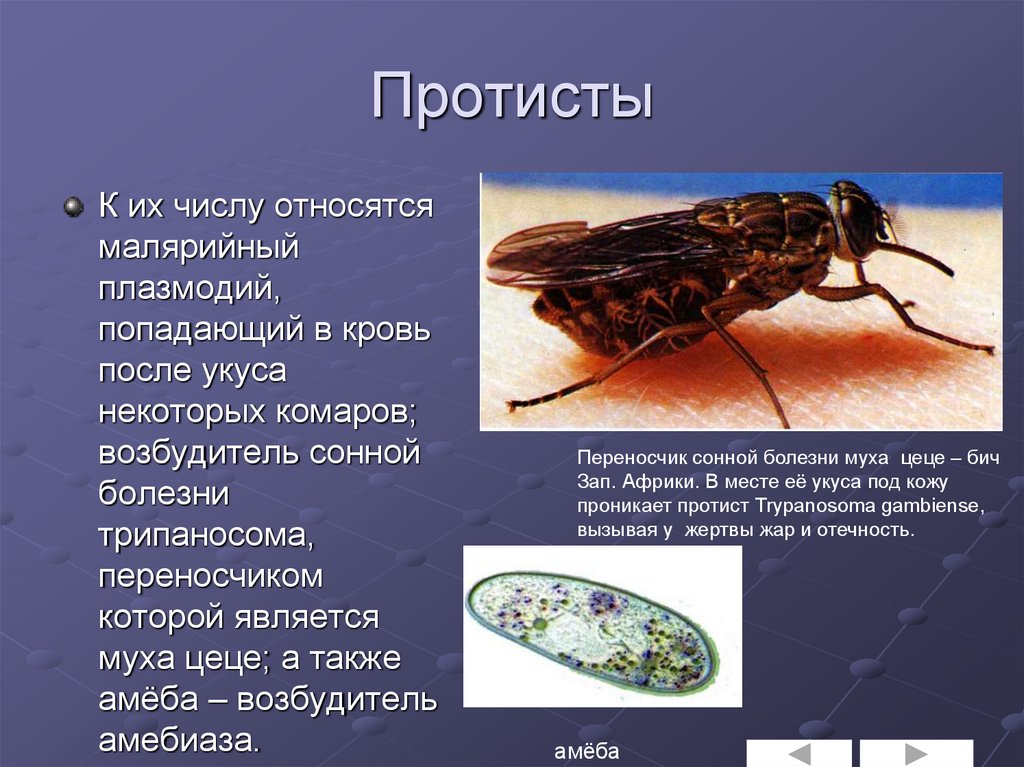 Основной хозяин муха цеце основной хозяин человек. Муха ЦЕЦЕ переносчик сонной болезни. Сонная болезнь возбудитель ЦЕЦЕ. Муха ЦЕЦЕ возбудитель заболевания. Муха ЦЕЦЕ переносчик малярии.