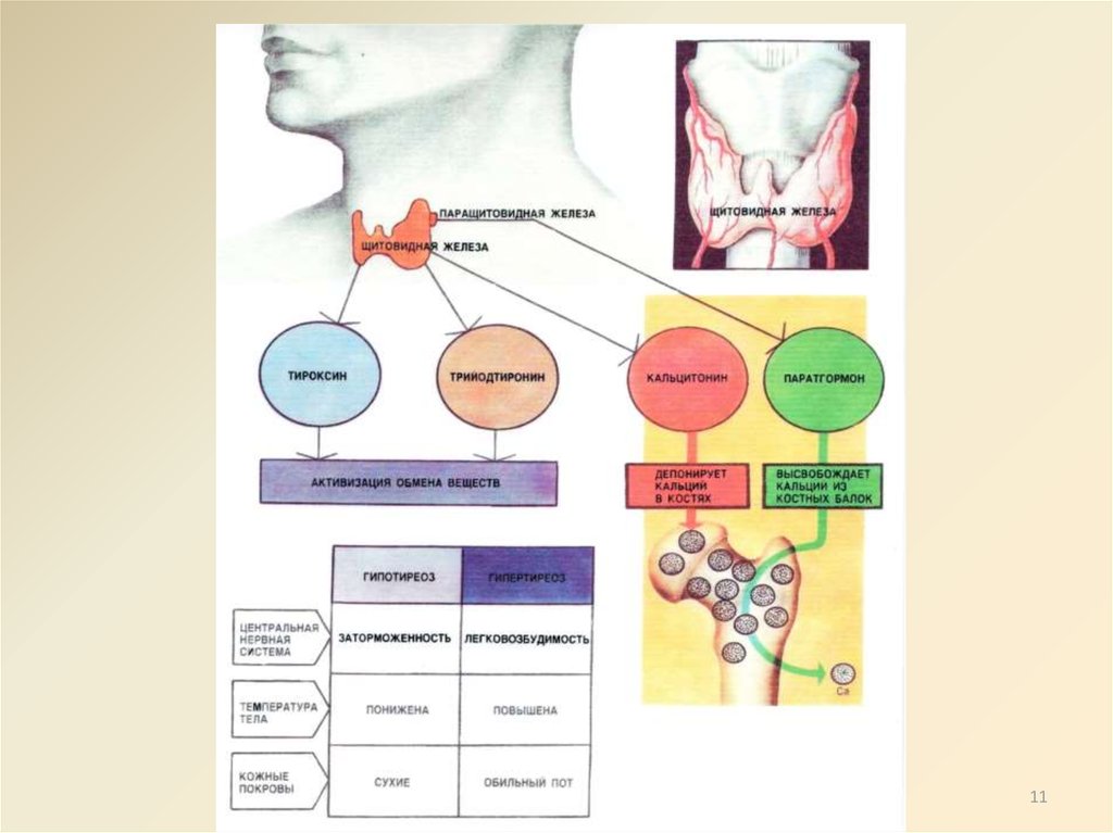 Физиология щитовидной железы презентация