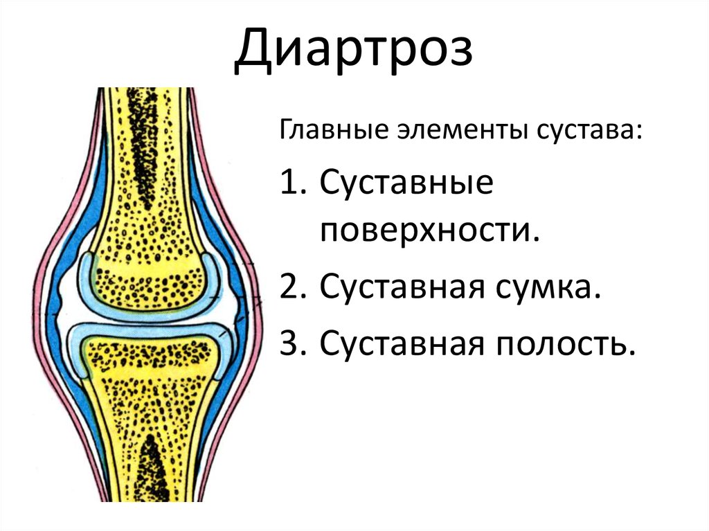 Рисунок сустава биология