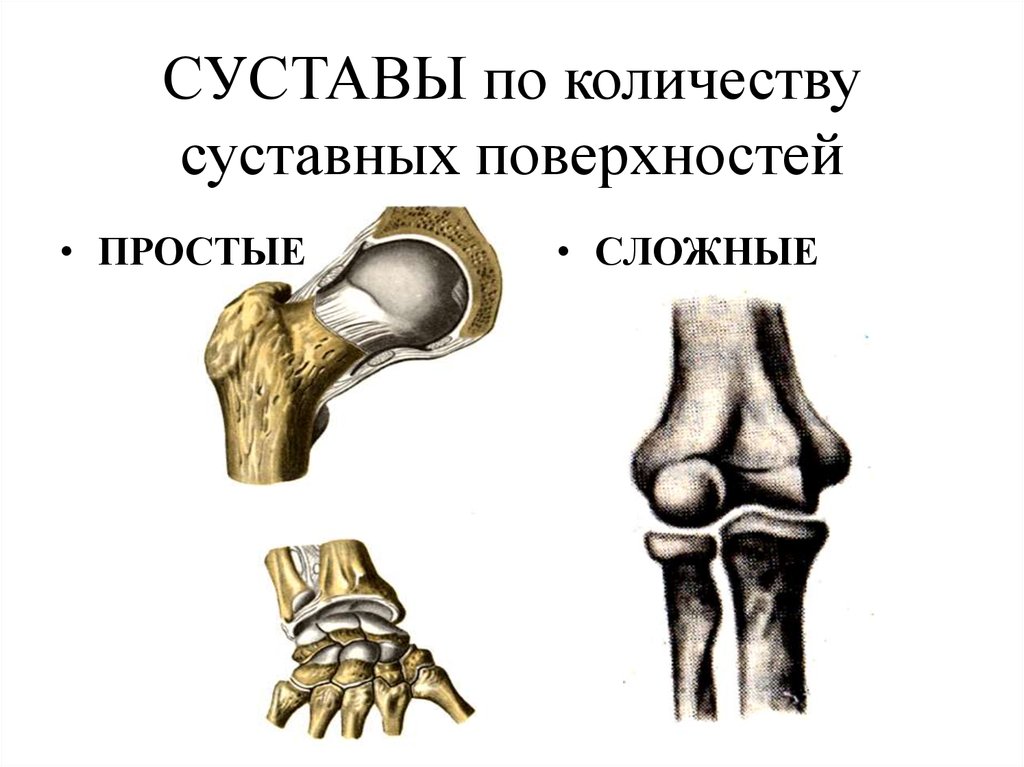 Суставы схема корнилова