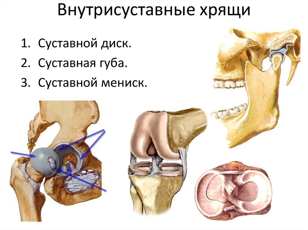 Суставной диск. Внутрисуставные хрящи. Суставы с внутрисуставными дисками. Внутрисуставные хрящи диски.