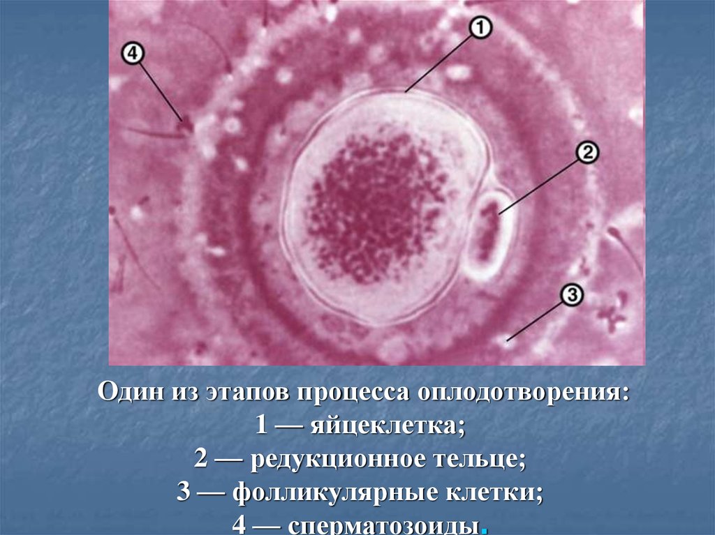 3 оплодотворение. Яйцеклетка. Фолликулярные клетки яйцеклетки. Строение яйцеклетки. Редукционное тельце яйцеклетки.