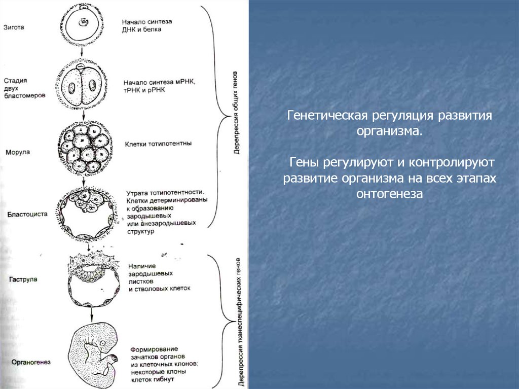 Днк однояйцевых близнецов. Генетическая регуляция развития. Генетическая регуляция онтогенеза. Механизмы регулирующие онтогенез. Генетическая регуляция развития организма.