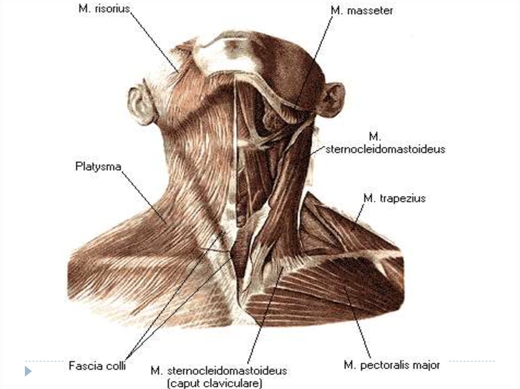 Мышцы шеи спереди фото