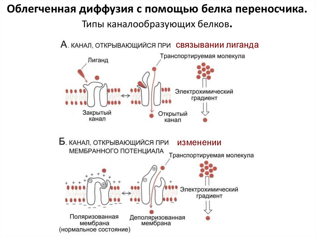 Облегченная диффузия. Облегченная диффузия Глюкозы. Облегченная диффузия с помощью белков переносчиков. Облегченная диффузия белки переносчики. Облегченная диффузия примеры.